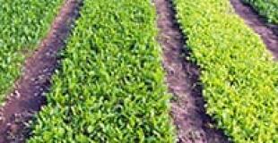 Balade en charrette de buffles à Hoi An 