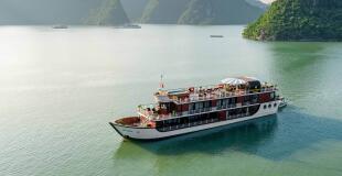 Jonque Orchid Trendy