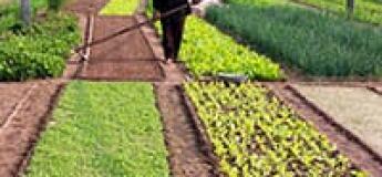 Cours de cuisine au village de Tra Que à Hoi An