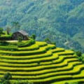 Top 10 des plus belles rizières en terrasses du Vietnam à découvrir en 2026