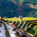 Mu Cang Chai : la beauté spectaculaire des rizières en terrasses du Vietnam