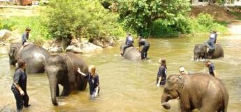 Sanctuaire des éléphants Chiang Mai