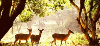 Parc national de Cuc Phuong