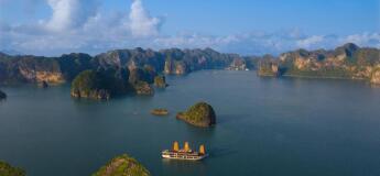 Jonque Peony 3 jours