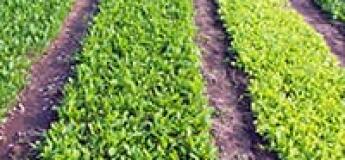 Balade en charrette de buffles à Hoi An 