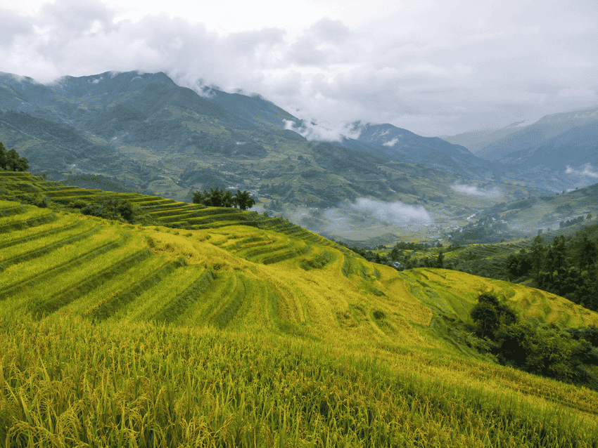 rizieres-transition-recolte-ha-giang
