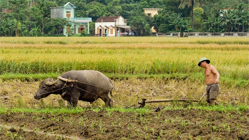 Mai Chau
