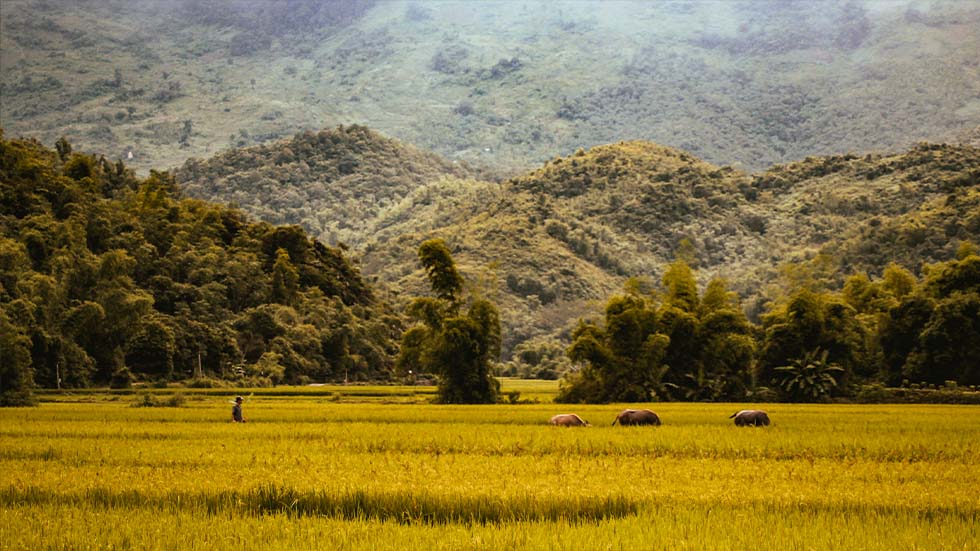 Trekking à Mai Chau 